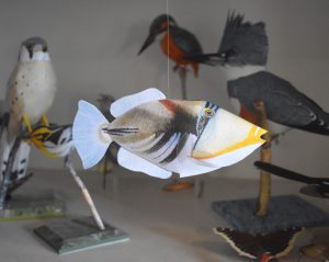 Lagoon Triggerfish 3-D Paper model